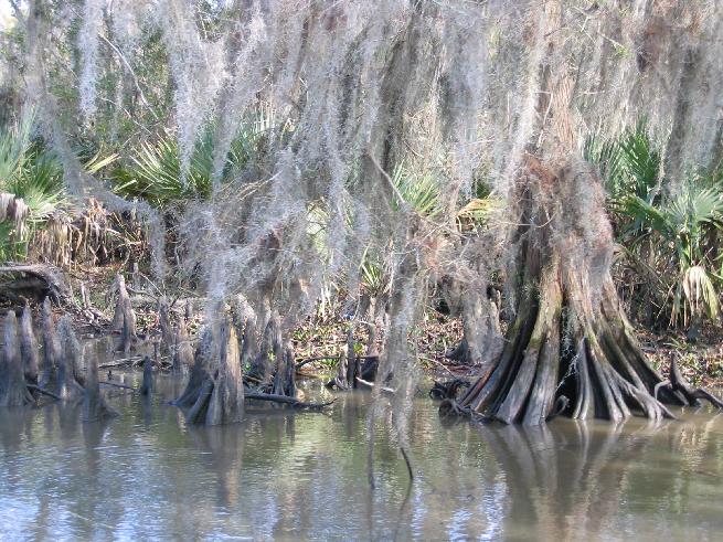 Swamp in Dularge